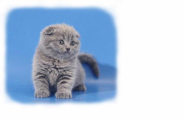 Котята Вислоухие Купить В Чите