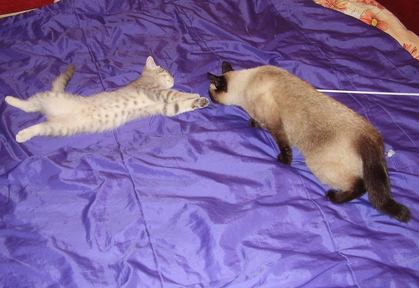 нормальный человек это один кот. у меня кот-китаец хулимяу. смешные картинки с котами и надписями. у меня есть 2 кота. теперь у меня два одинаковых кота.