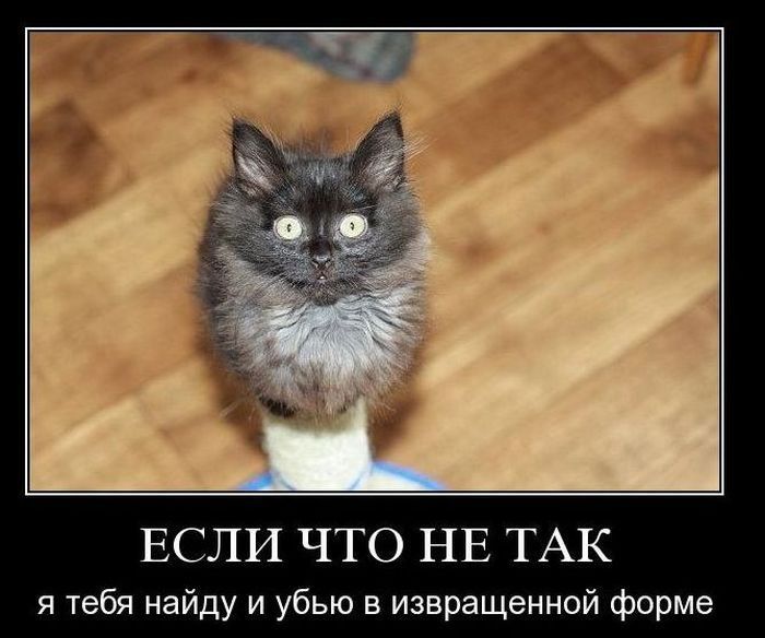 Хочу Убить Кота