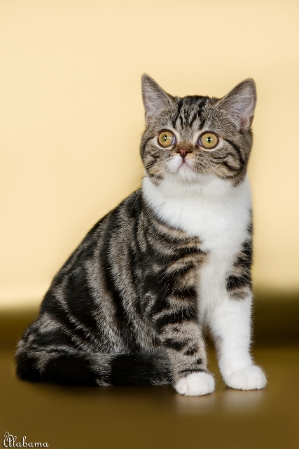 Шотландская кошка короткошерстная
