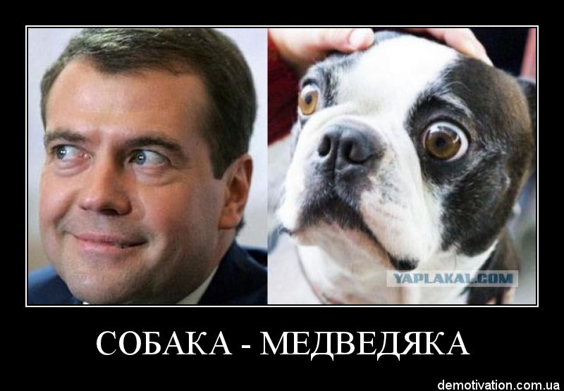 Собака подозревака картинка мем