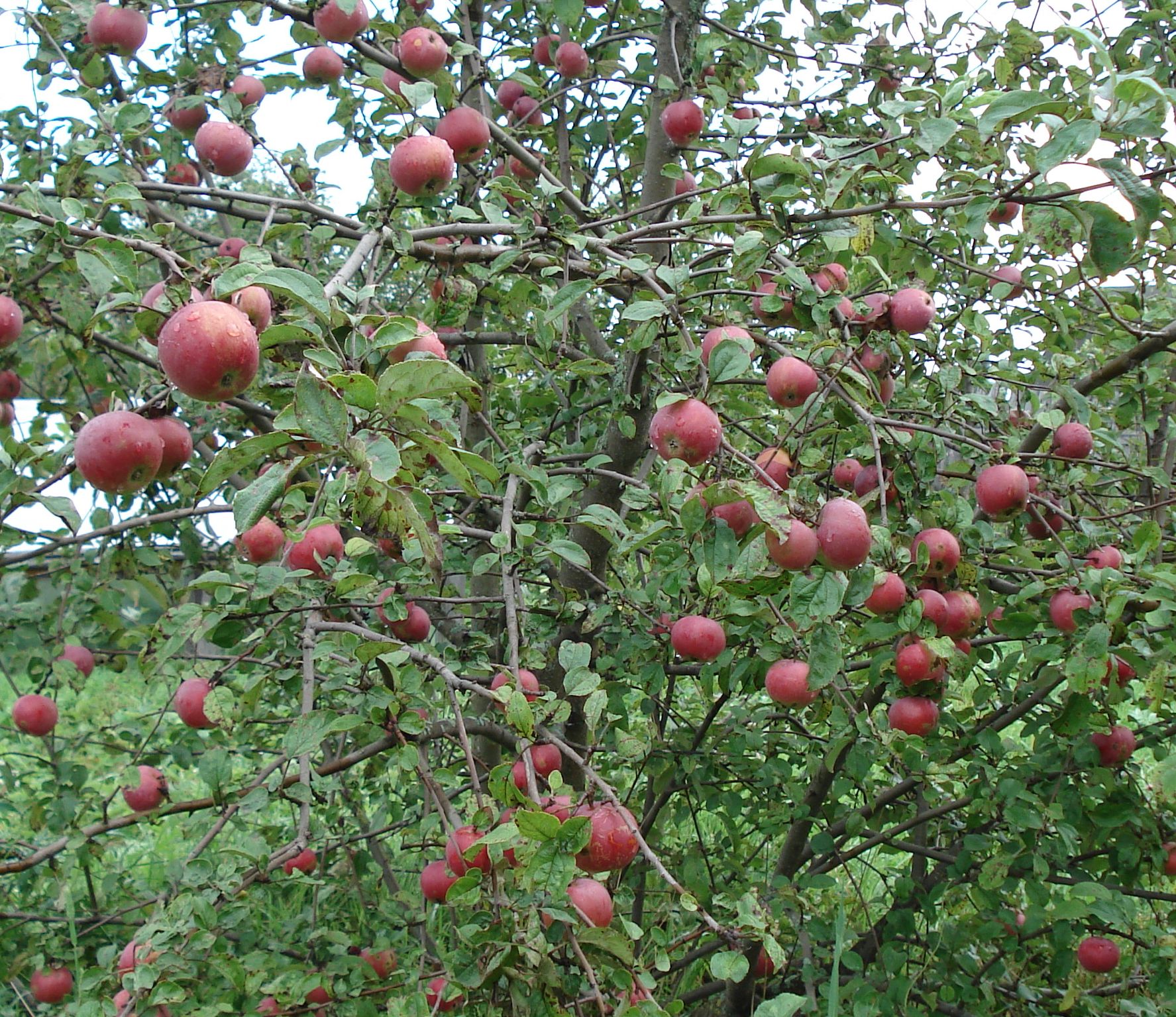 Название яблонь. Яблоня мелкие август. Яблоня с названием Ульяновска. Маленькая яблоня как называется. Яблоня мелкая