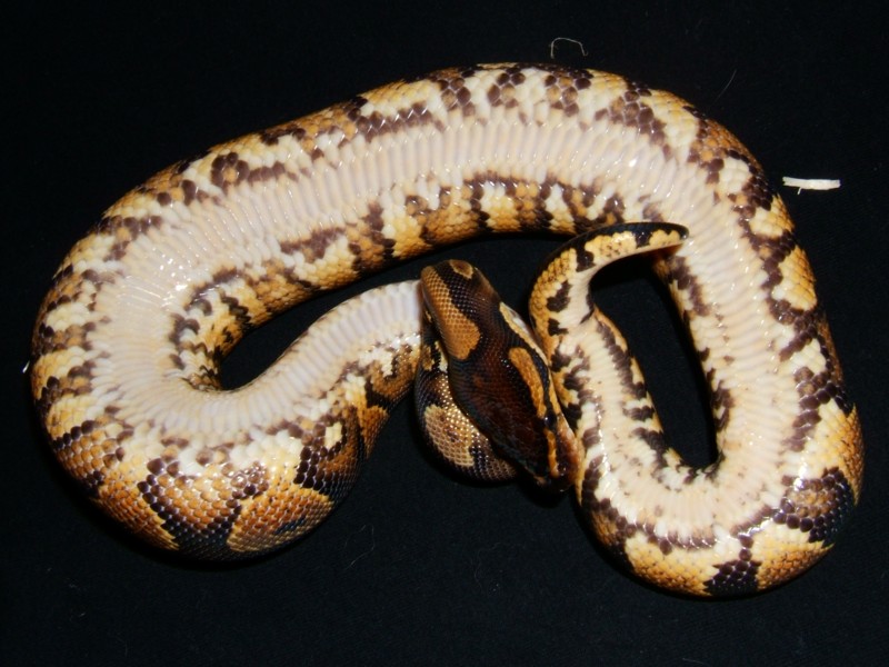 Первая заглавная python. Питон аксантик. Зубы королевского питона.
