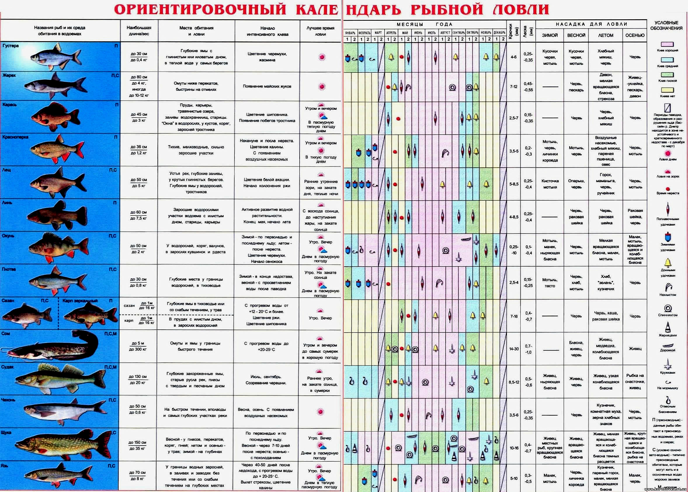 Проходные Виды Рыб В Трофейной Рыбалке Таблица