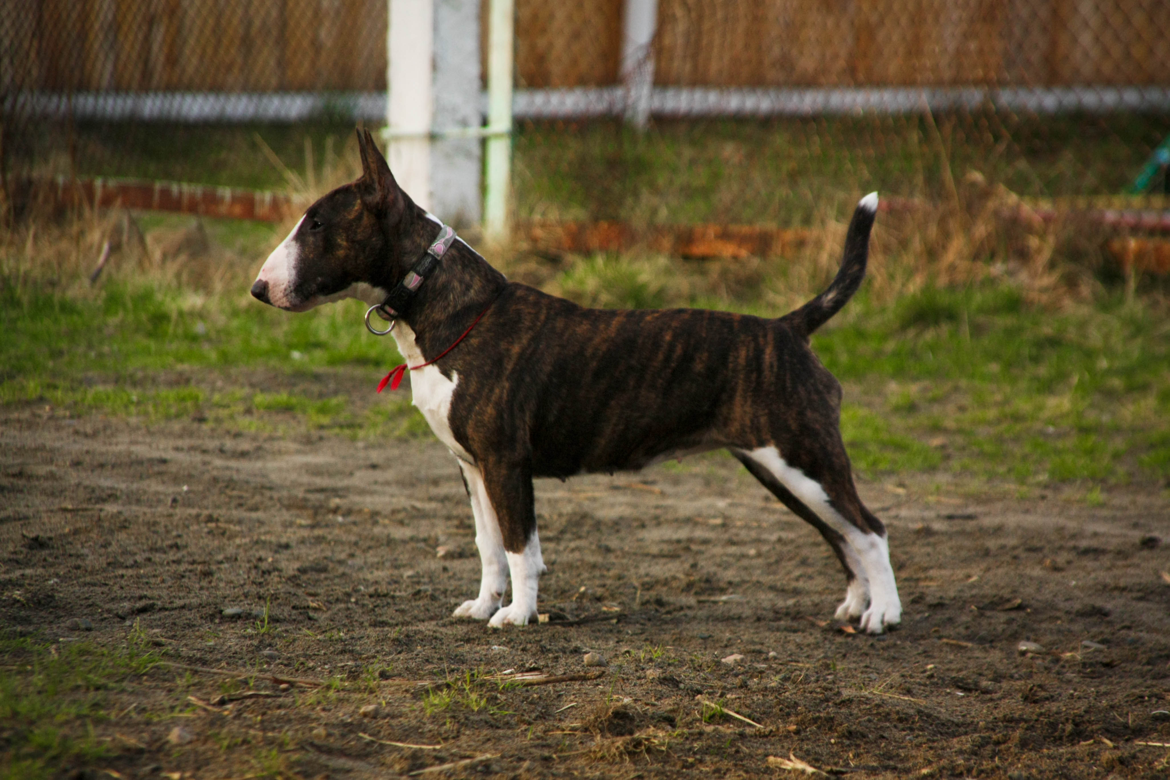 минибуль и бультерьер. бультерьер мини и стандарт. бультерьер собака. бультерьер в холке. порода бультерьер.