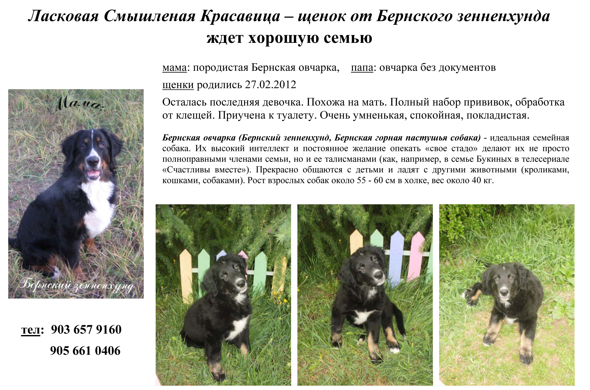 Вес щенка бернского зенненхунда по месяцам таблица