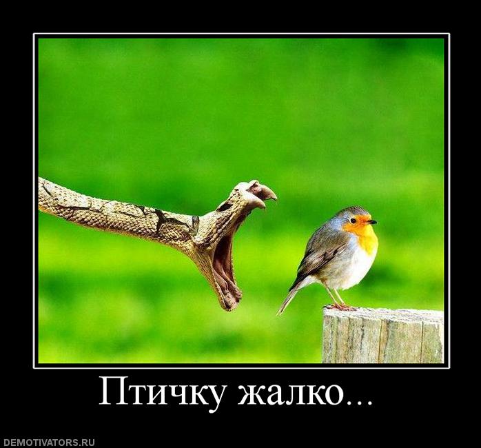 Птичку Жалко Картинка Смешная