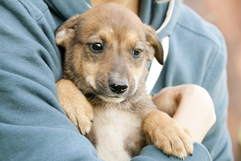 фотосессия щенков. про маленького щенка. померанский шпиц пуппи. щенок маленький с хозяином. чихуахуа милли.