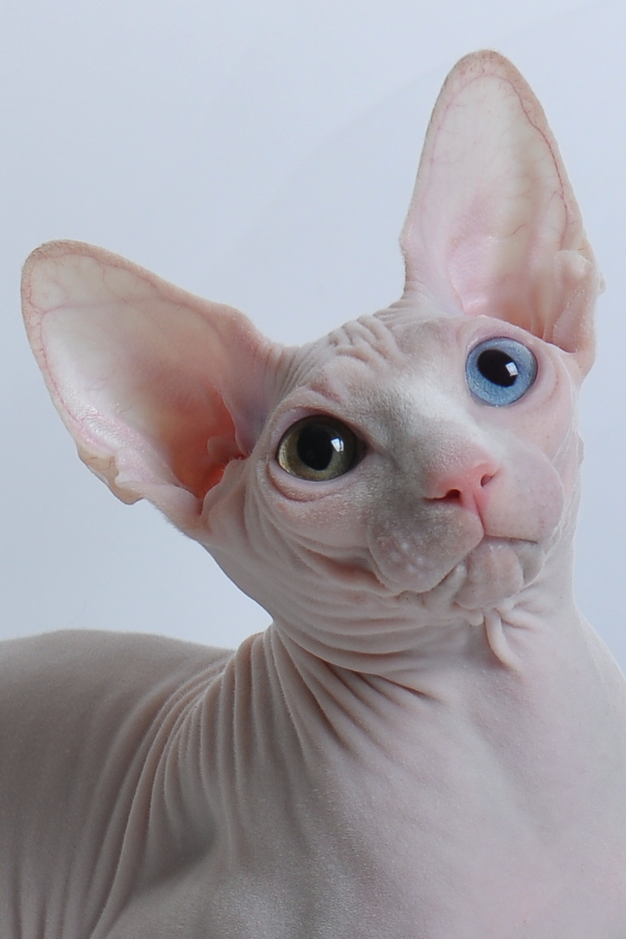 Сфинкс Кошка Цена