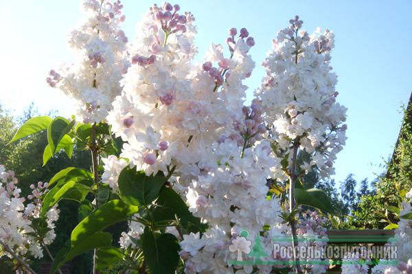 Сирень Красавица Москвы Купить Саженцы В Москве