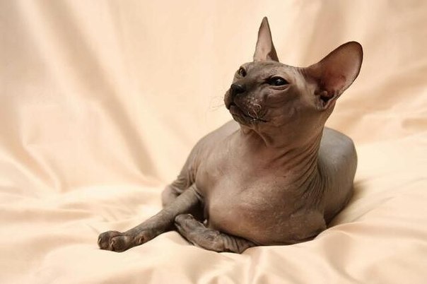 Сфинкс (гиза, 2800 до н. Сфинкс 2022 египет. The mystery of the sphinx (тайна сфинкса). Сфинкс донской сиамский. Как звали сфинкса.