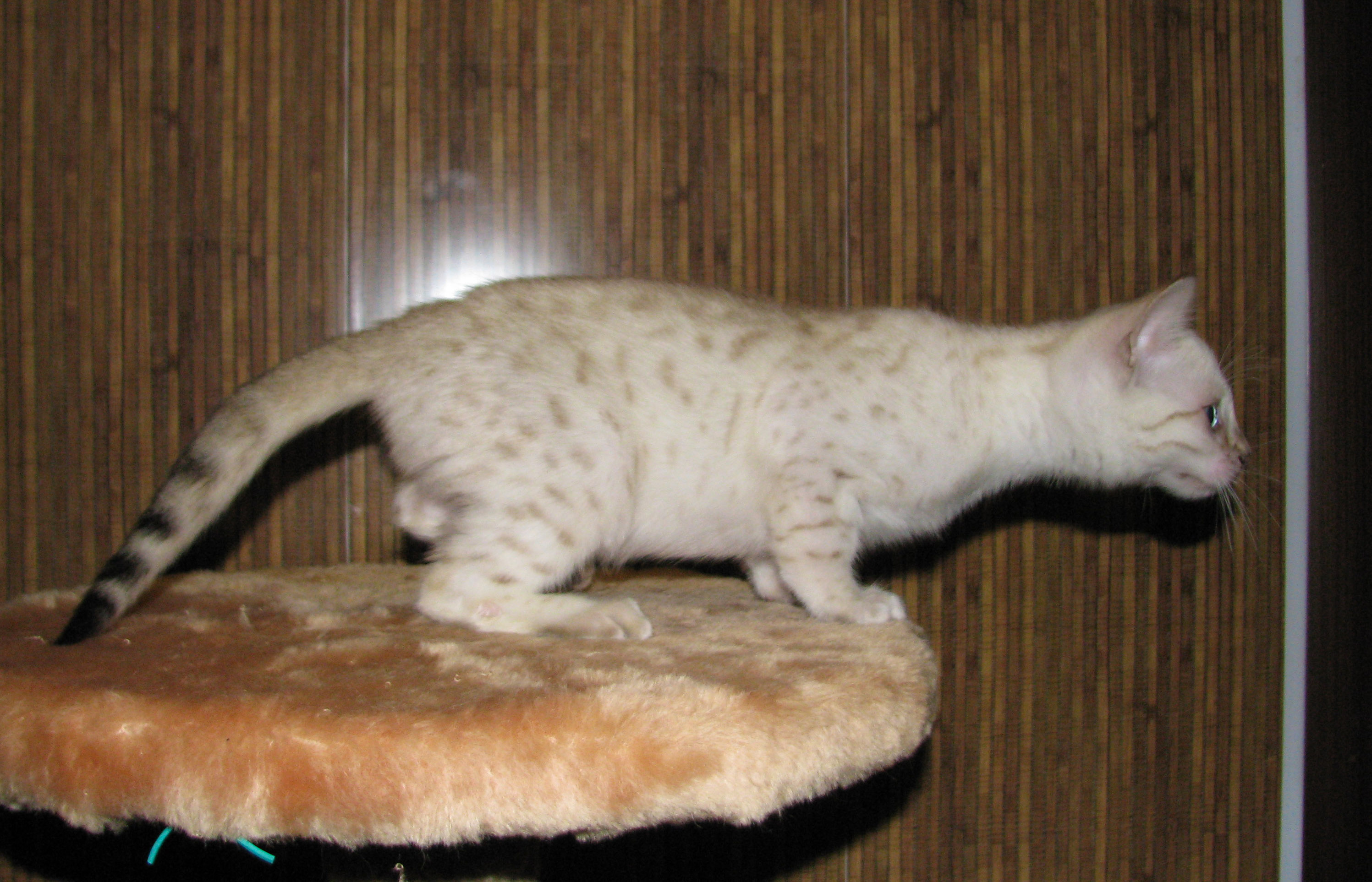 Бенгальский кот снежный Барс