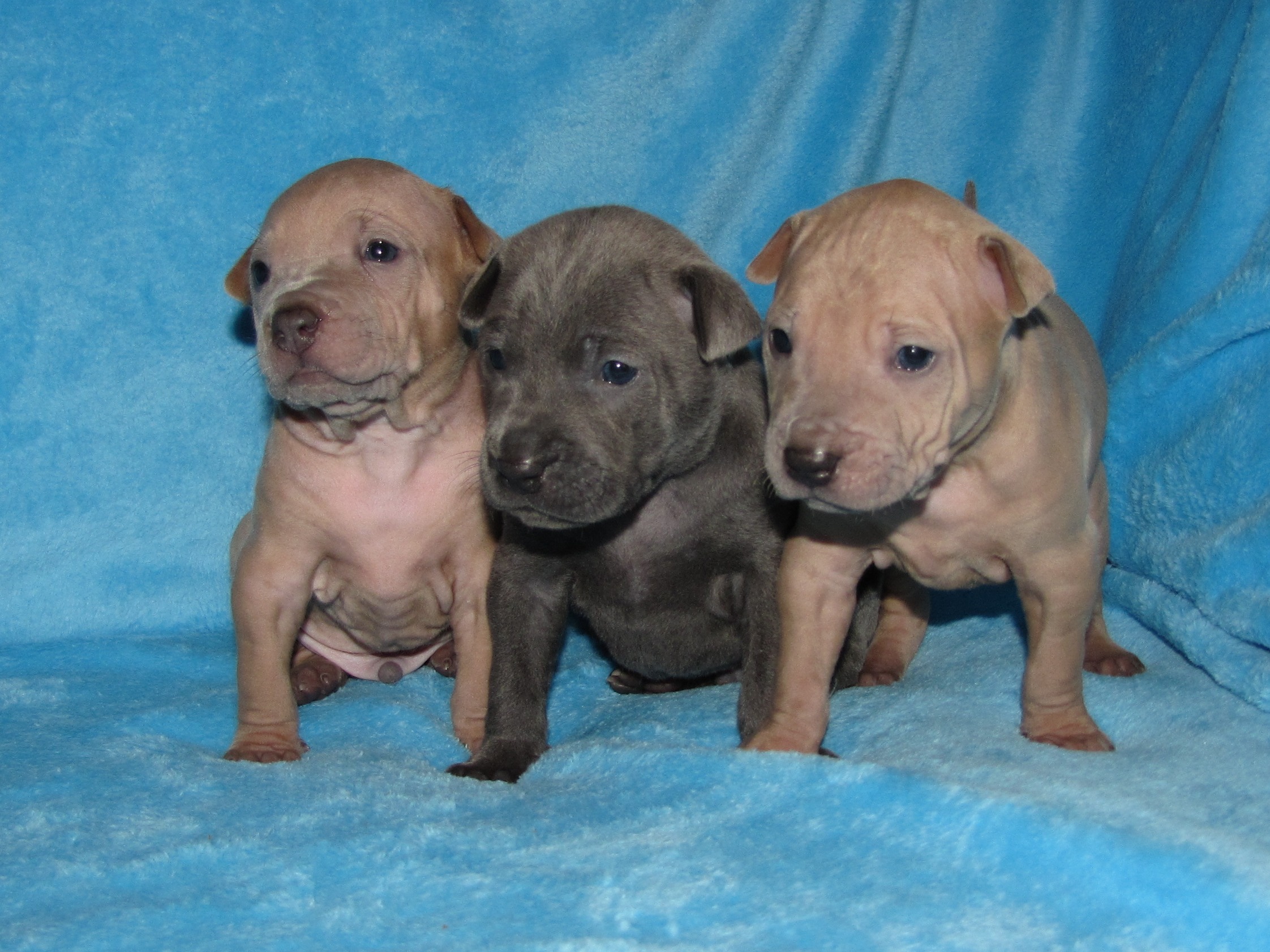 Тайский Риджбек Купить Щенка В Москве