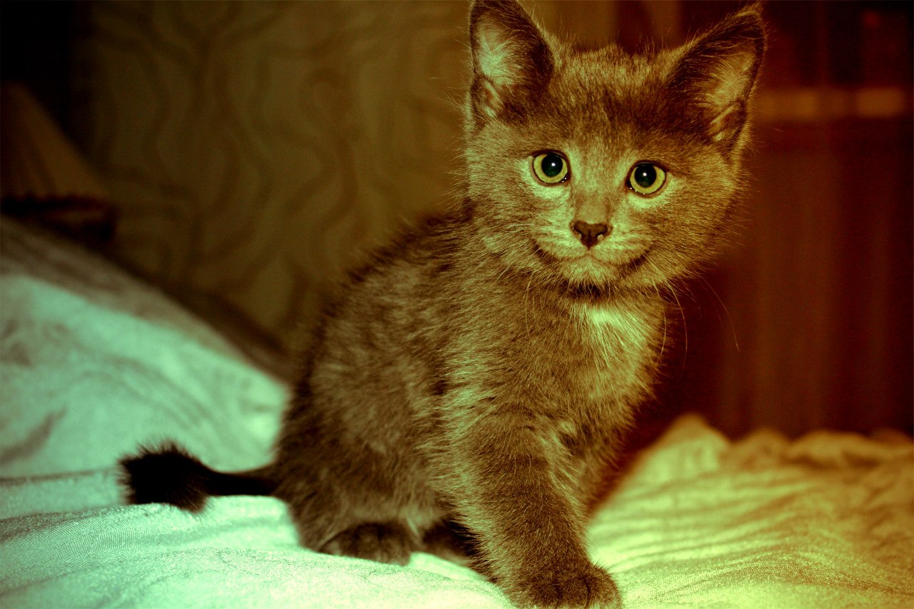Метис кот