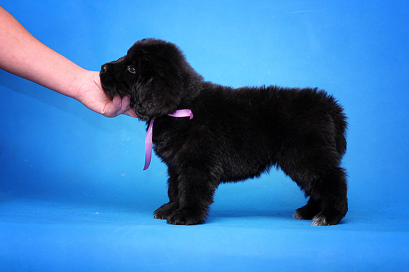 Темно серый ньюфаундленд. Щенки ньюфаундленда москва. Щенки ньюфаундленда москва. Ньюфаундленд крым. Щенки ньюфаундленда москва.