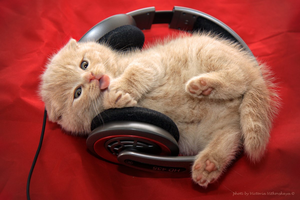 Музыка для кошек слушать. Животные с наушниками. Кот в наушниках. Наушники котики. Котик с наушниками.