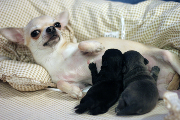 Чихуахуа: количество щенков в помете и факторы, влияющие на их количество Чихуахуа: количество щенков в помете и факторы, влияющие на их количество