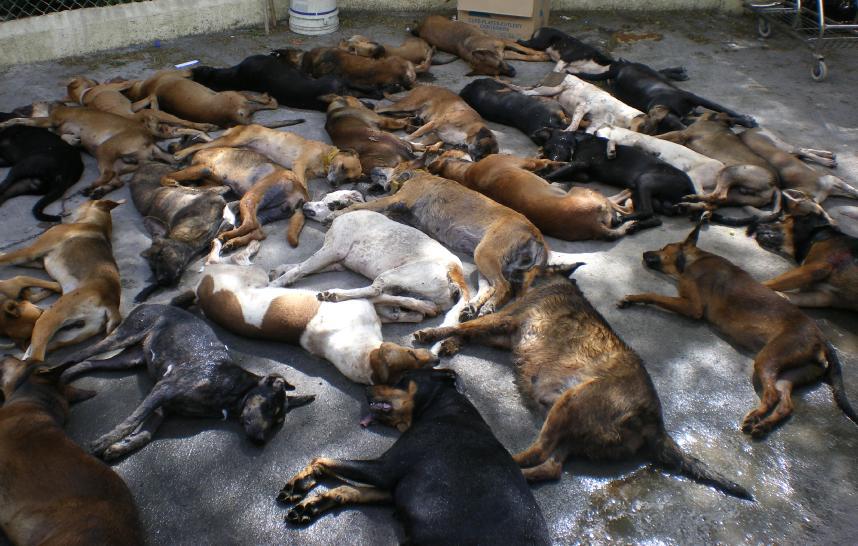 В Таджикистане произошло массовое убийство 200 собак и кошек - им перерезали горло