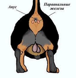Как выглядят железы у собаки