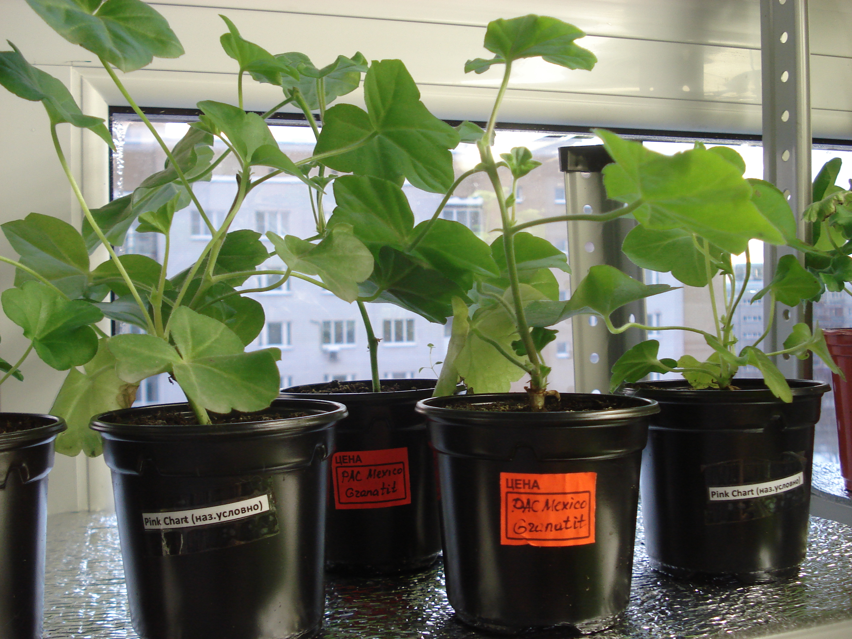 черенки пеларгонии. пеларгония стеблевые черенки. побег пеларгонии. пеларгония розебудная april snow. цветонос герани.