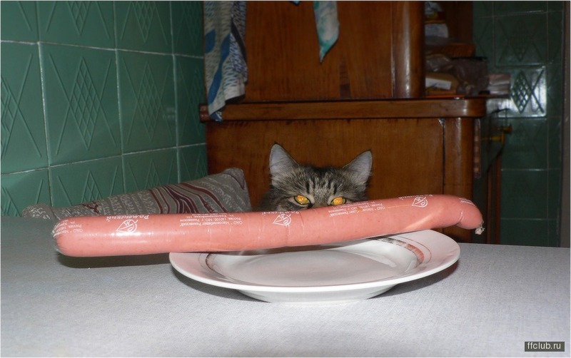 инфографика о котах. собака плюс кот. три плюс кот спектакль. кот плюс кот. три плюс кот.