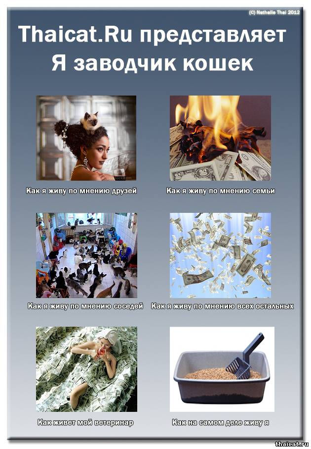 Заводчик кошек смешная картинка. Мысли перед сном приколы. Заводчики кошек. Я заводчик. Заводчик нарисованные.