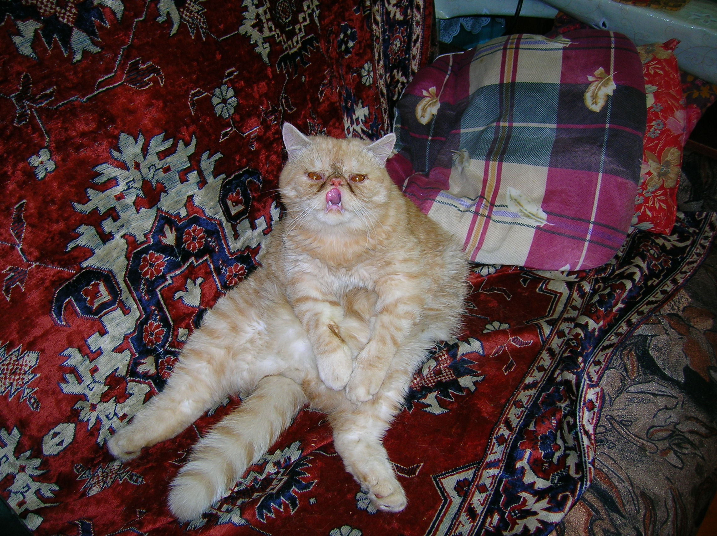 Кот толстопуз