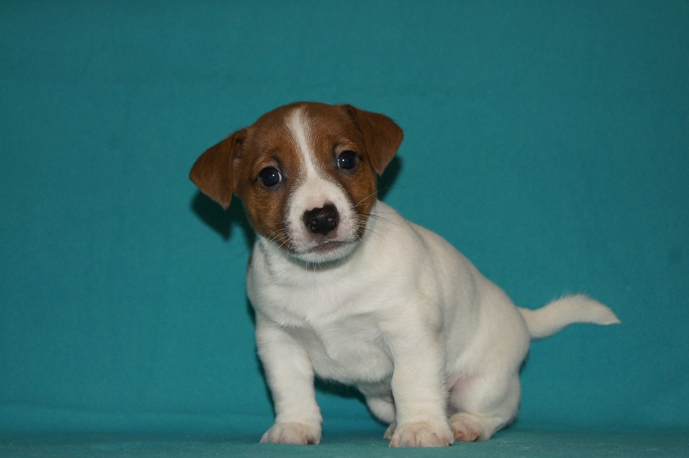 Купить Собаку Джек Рассел В Спб