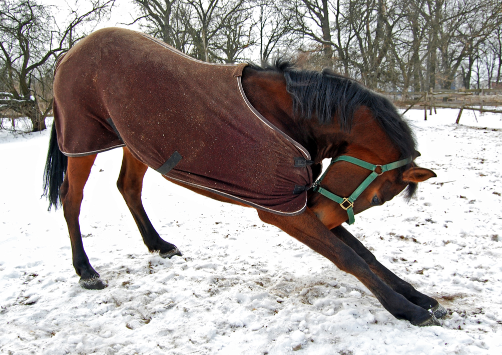 лошадь из бумаги объемная. делают кобылам. делают кобылам. лошадь брыкается. делают кобылам.
