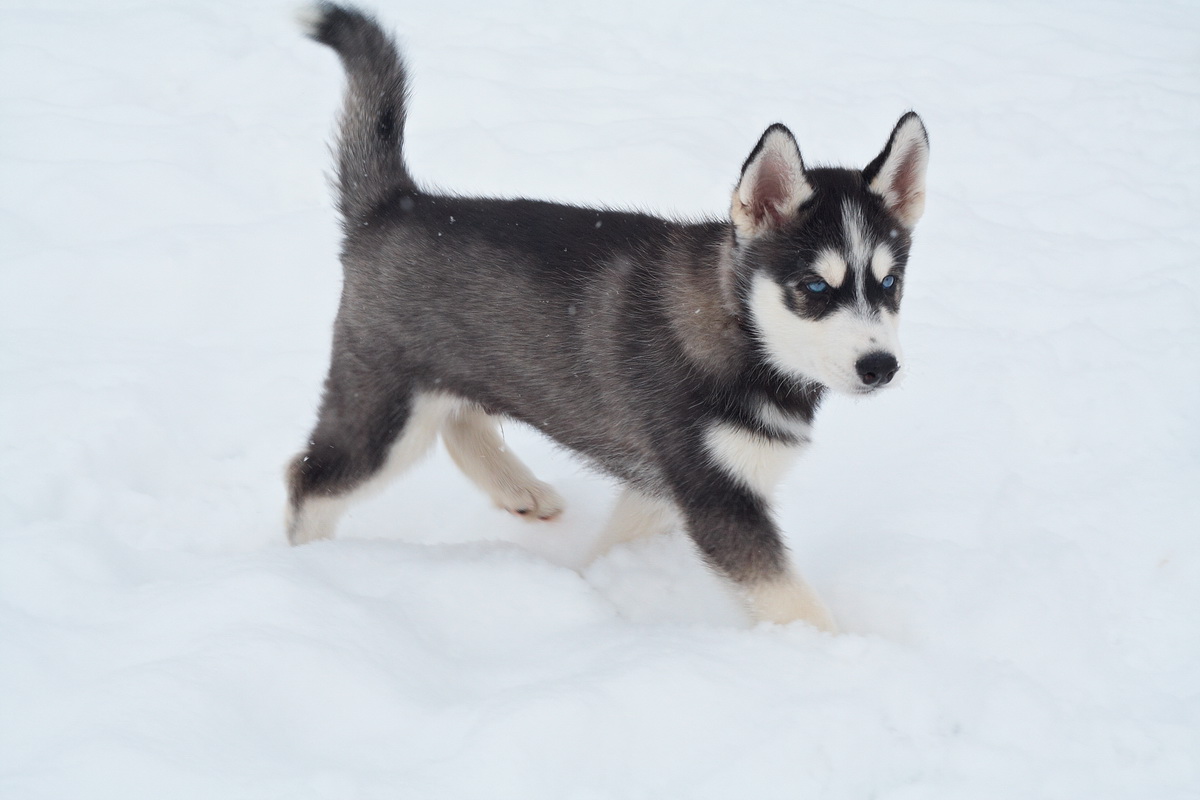 Husky 15000. Husky 15000. Хаски на выставке. Хаски на выставке. Husky 15000.