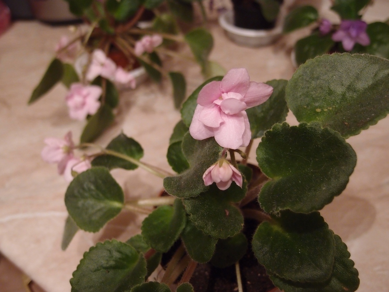 Купить Фиалки В Нижнем Новгороде Сормово