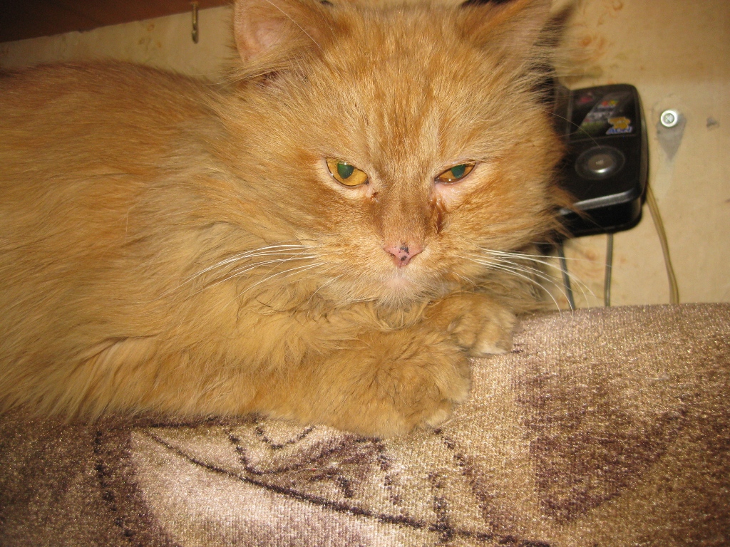 бенгальская короткошерстная кошка рыжая. прибился рыжий кот. тигровый макрелевый табби рыжий. если кот сам прибился. рыжий шпротный кот.