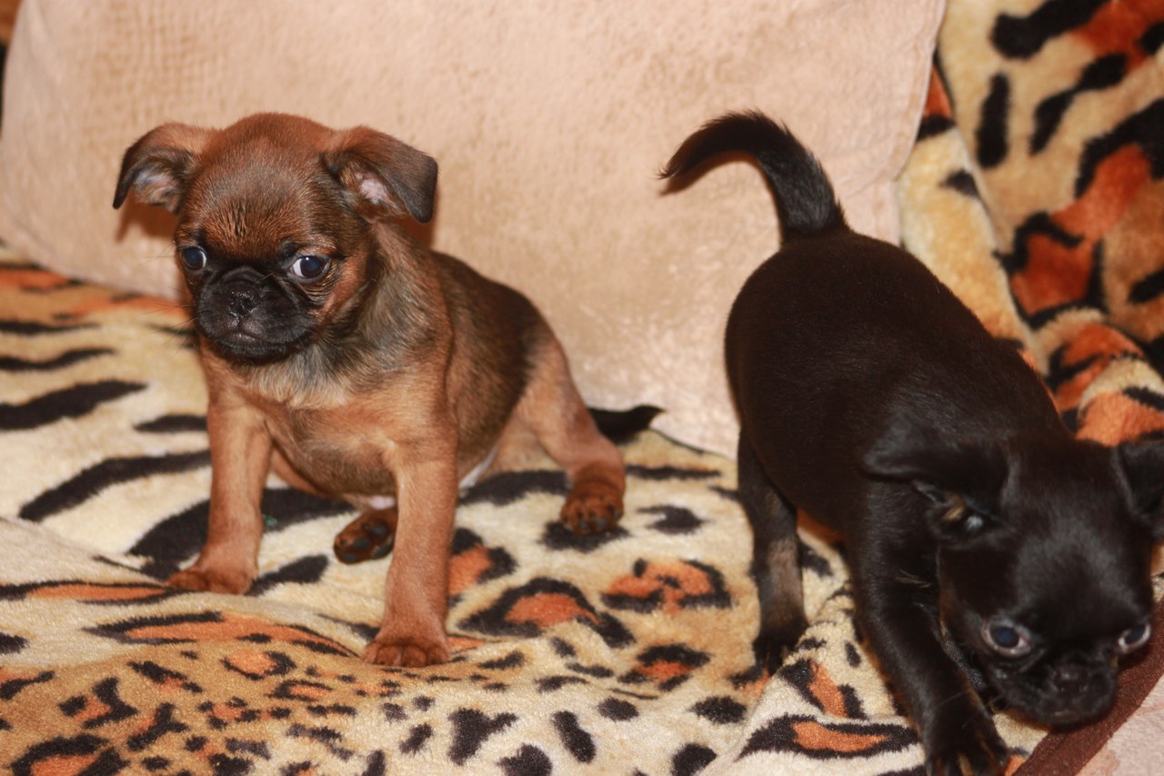 западносибирская лайка щенки. щенки шпица. щенки каменске уральском.