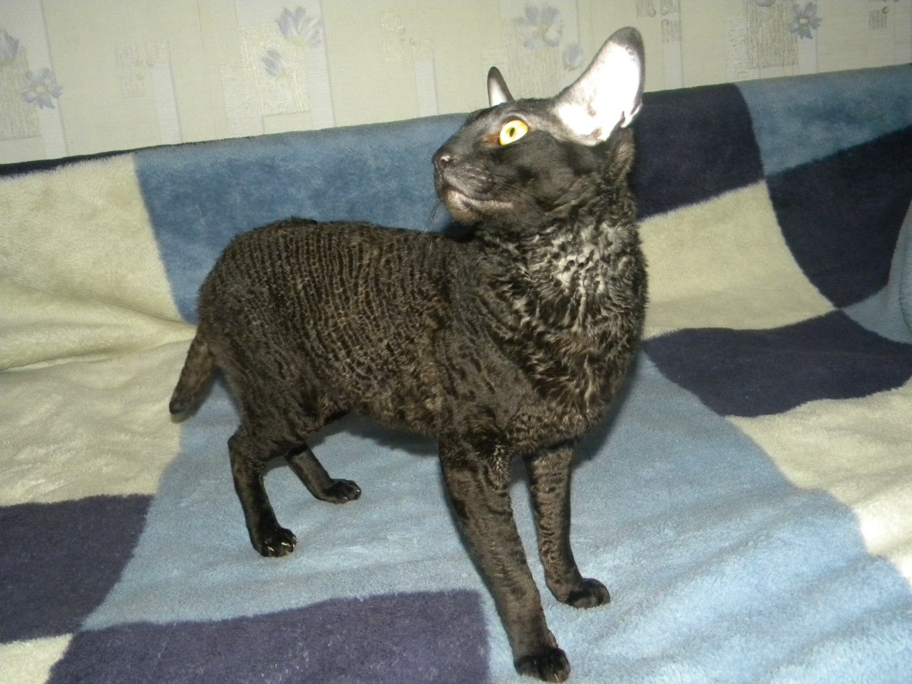 Корниш Рекс Коричневый