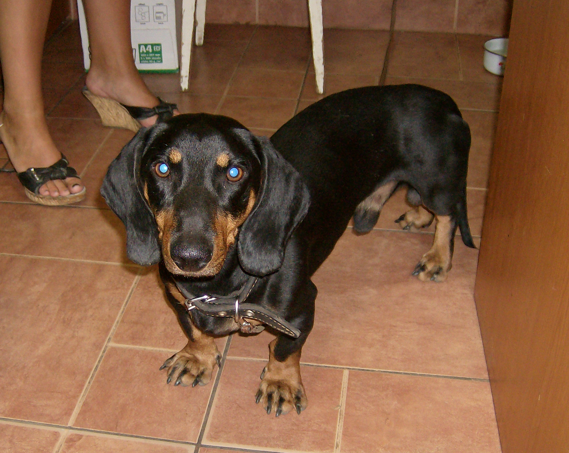 Щенки таксы купить. Отдам таксу в хорошие руки бесплатно спб. Таксик. Такса черная с тигровыми подпалинами. Такса даром в москве.