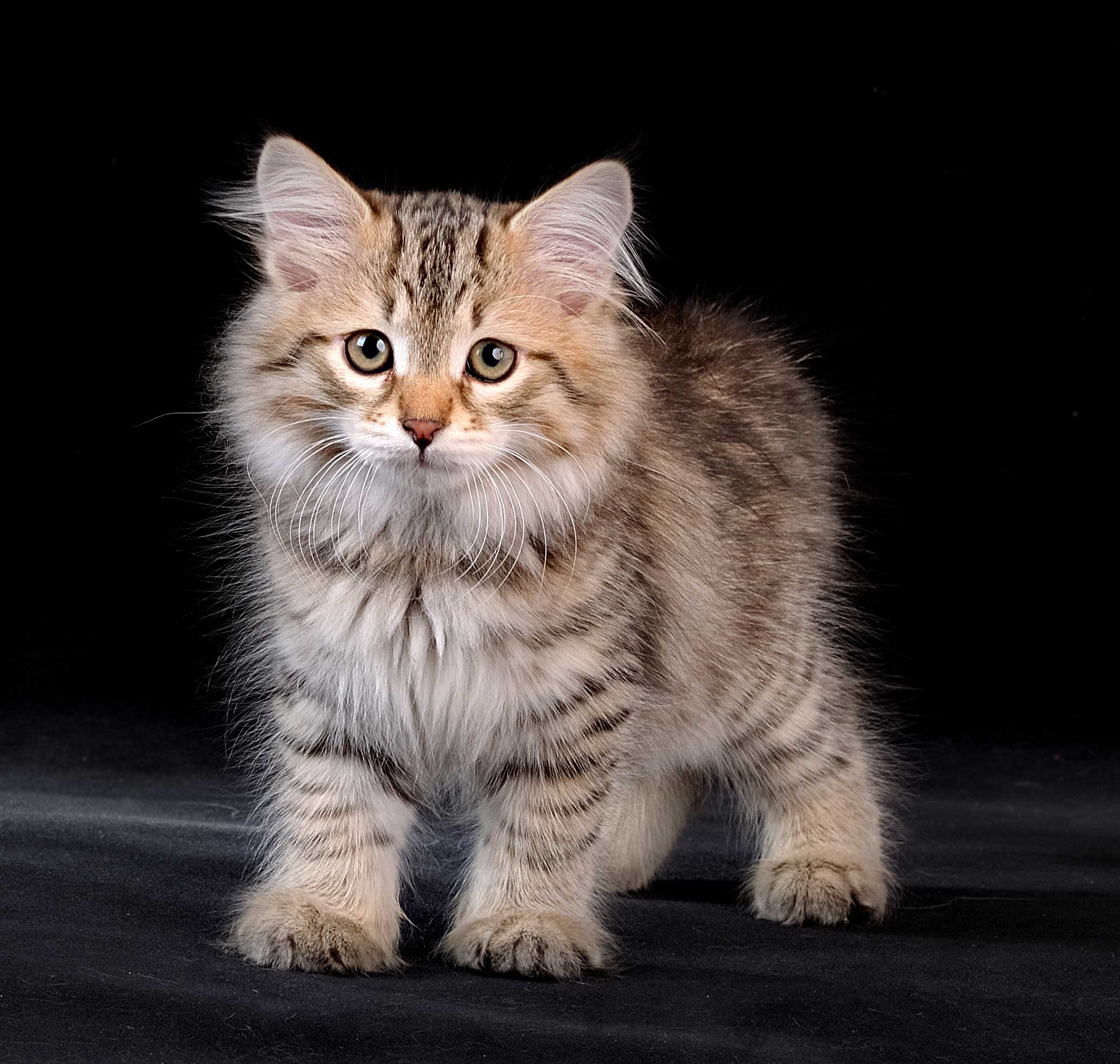 Сибирская Кошка Фото И Цена
