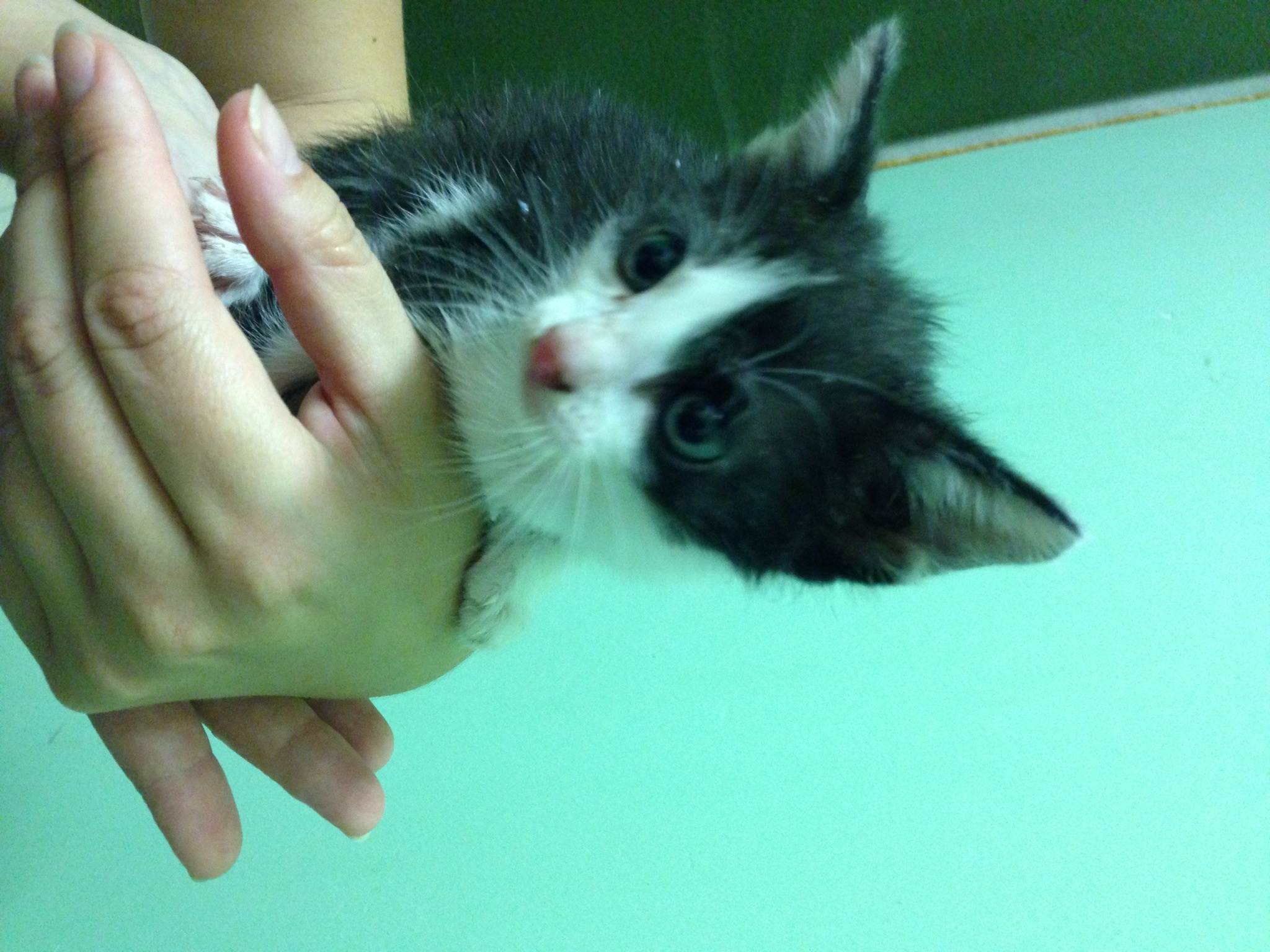 Спасите подкинутых котят!!! - обсуждение (28307805) на форуме nn.ru