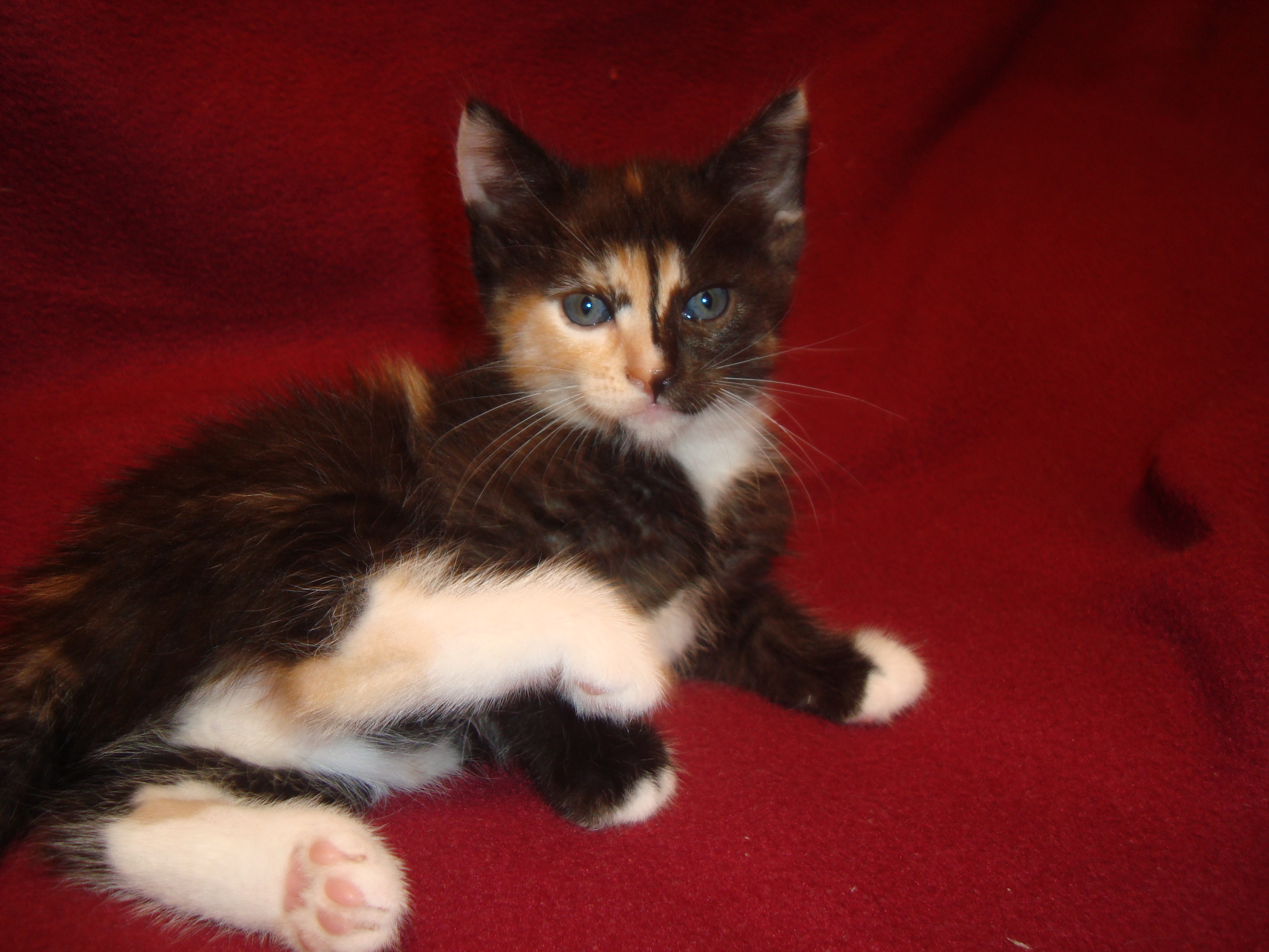 Клички кошек девочек трехцветных. Имя для трехцветного котенка. Трёхцветный котёнок девочка. Трёхцветная кошка арлекин. Трёхцветный котёнок девочка.