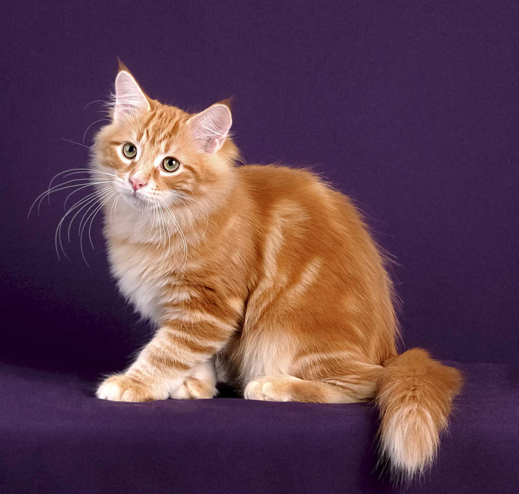 Рыжие породы кошек с фотографиями. Сибирский гладкошерстный рыжий кот. Сибирская гладкошерстная кошка рыжая. Ангорская Сибирская кошка рыжая. Сибирская кошка рыжая короткошерстная.
