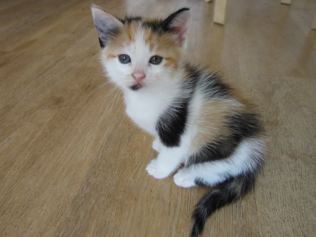 Котёнок в добрые руки бесплатно девочка. Отдам котенка в добрые руки коллаж. Котенок девочка в добрые руки. Фото пушистых черных котят для выставки для детей. Котенка девочку котенка старого оскола в добрые руки.