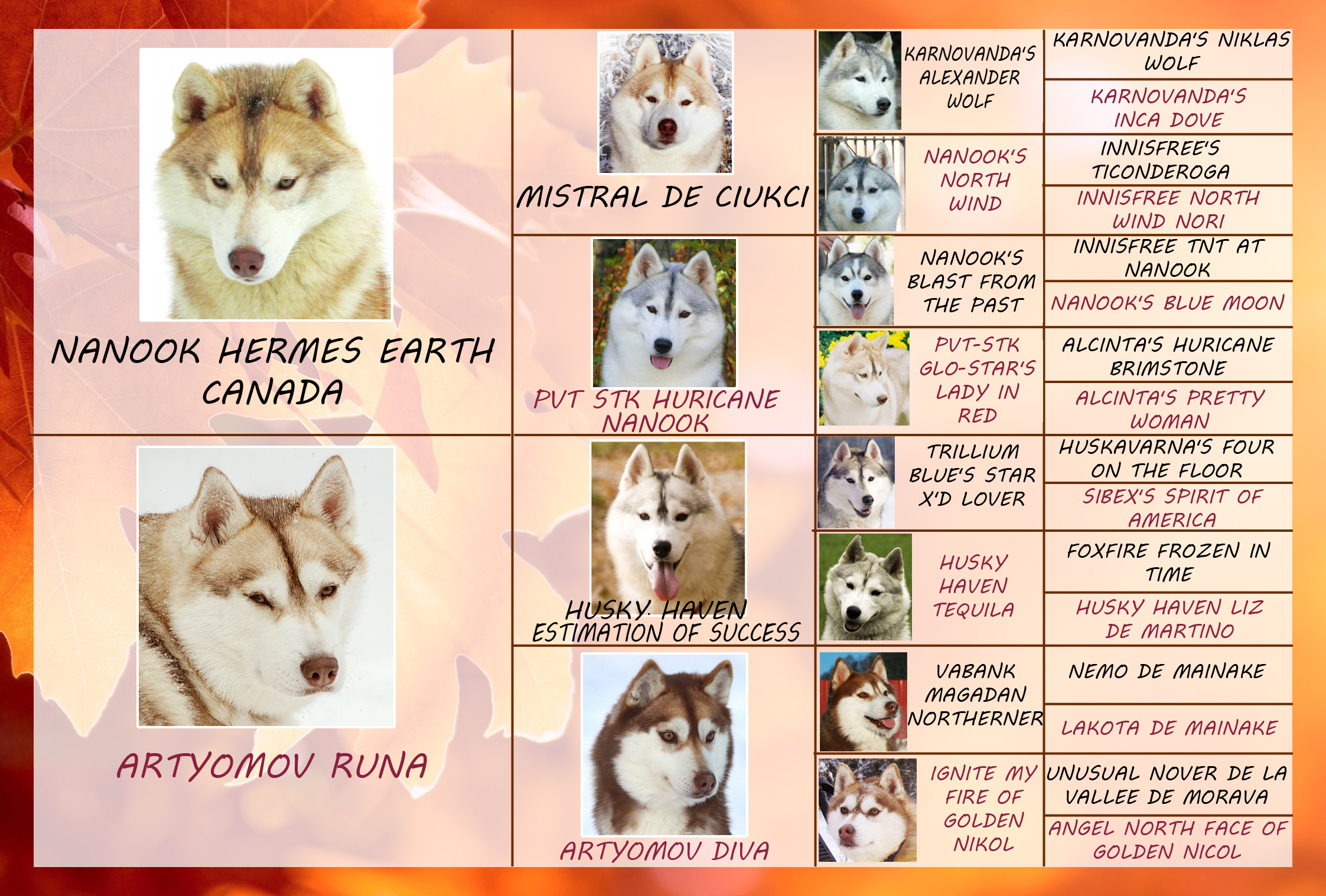 Родословная хаски. Сибирский хаски родословная. Родословная собаки породы хаски. Сибирский хаски клеймо