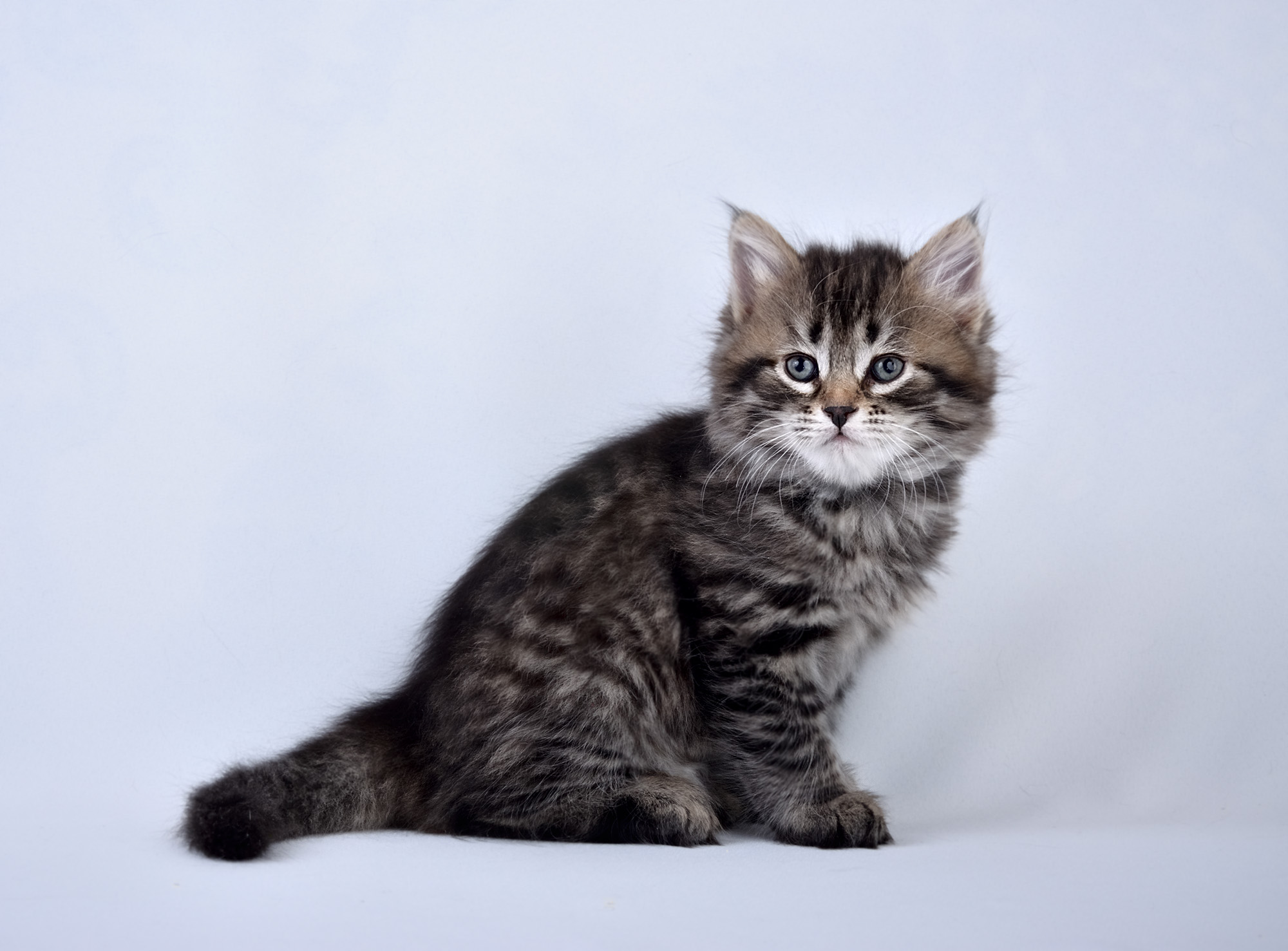 Сибирский котенок подросток