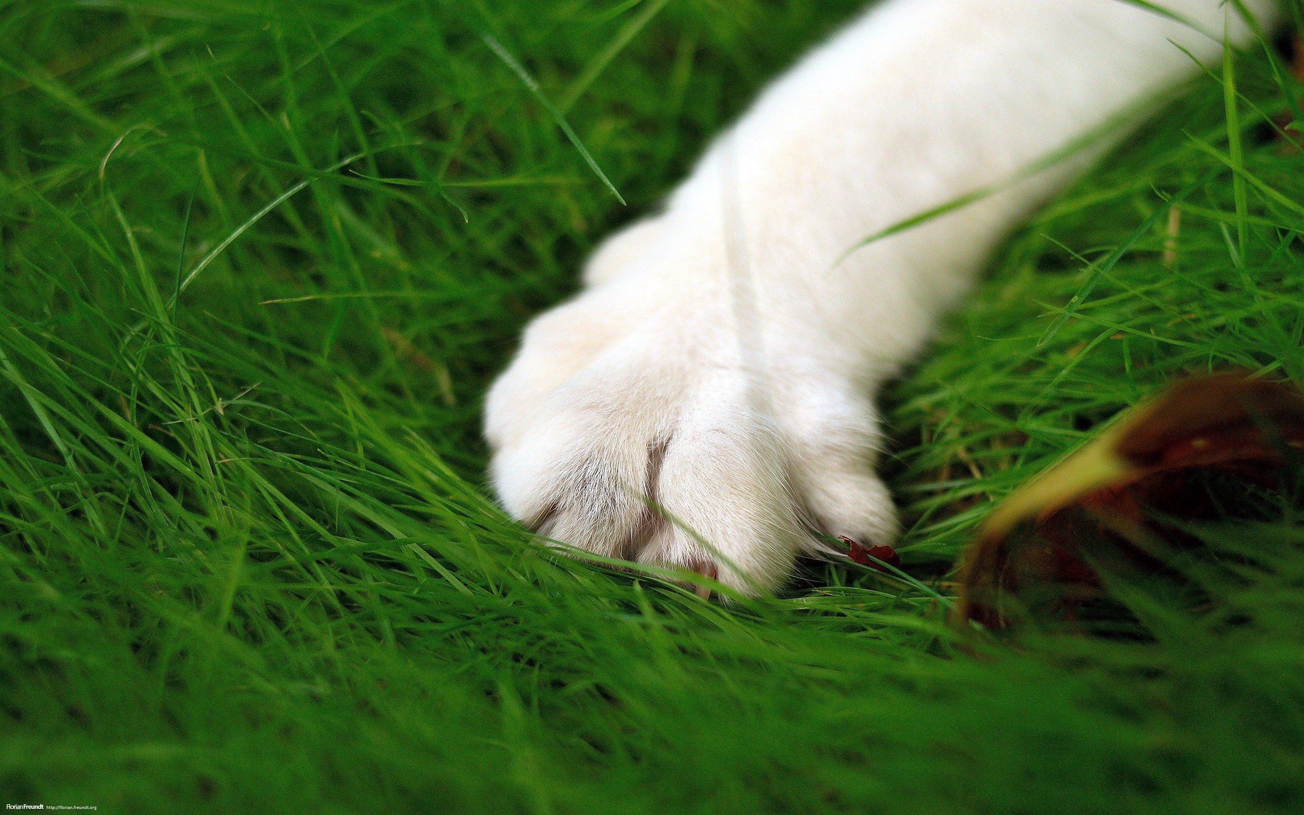 Тепло лапкам. Кошачья лапа. Белый кот в траве. Трава для кошек. Белые кошачьи лапки.