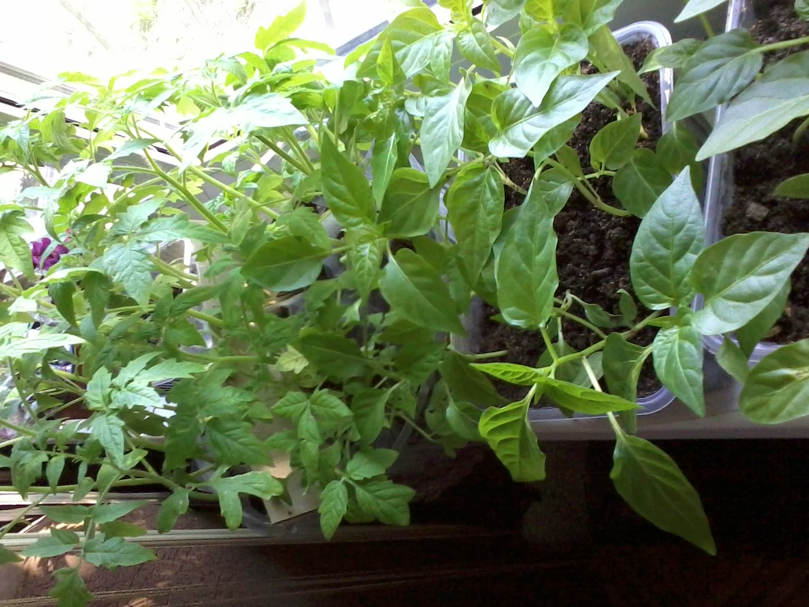 Где Купить Рассаду Помидоров Черри