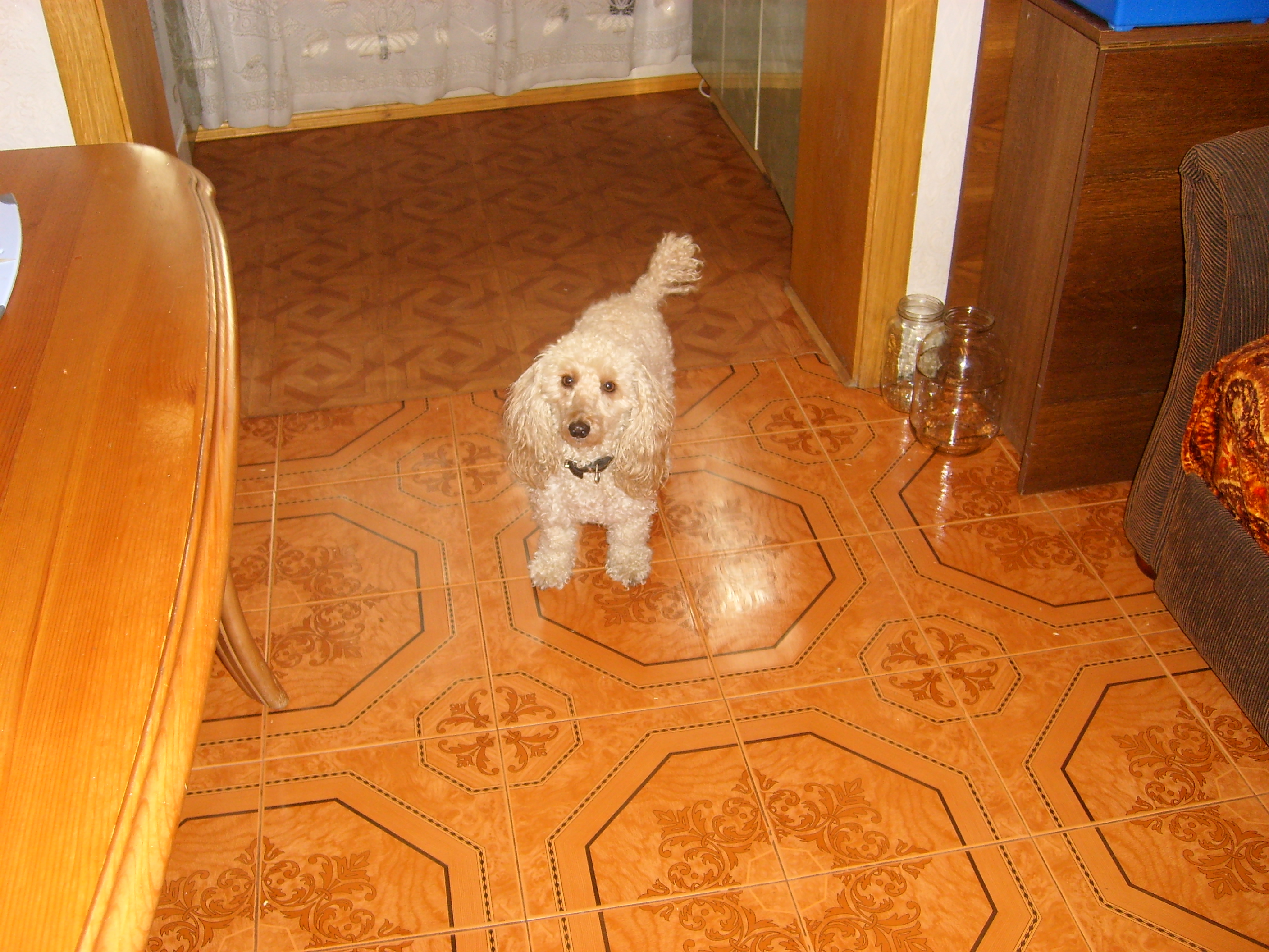 карликовый пудель на руках. той пудель в добрые руки санкт-петербург. карликовый пудель из приюта. щенок абрикосового пуделя. метис пуделя и болонки в добрые.