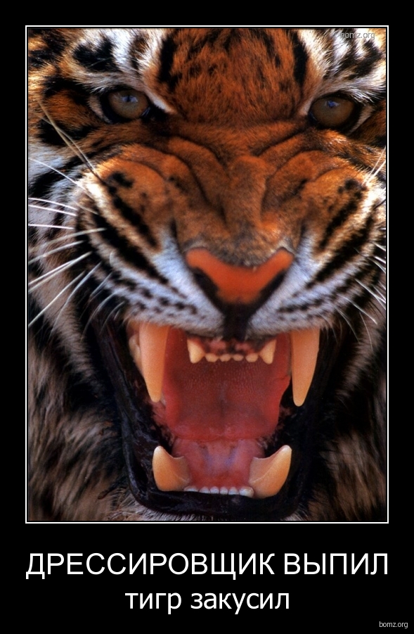 Картинки тигра с надписями. Картинки тигра с надписями. Надпись тигр. Картинки тигра с надписями. Доброе утро тигр прикольные.