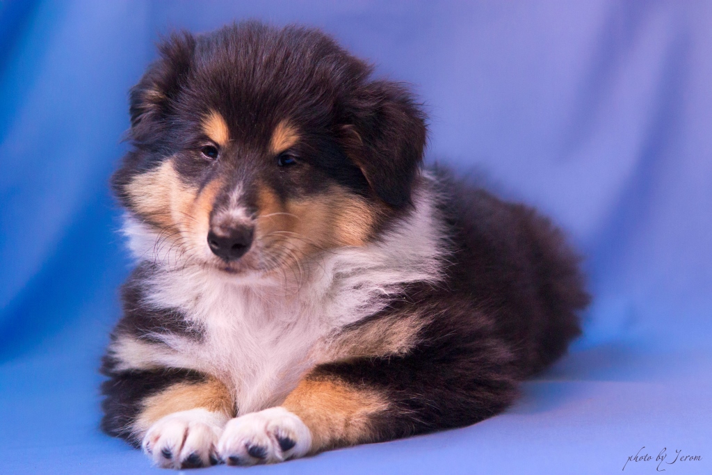 московская обл щенки. щенки помесь. маламут с дворняжкой. щенки русской гончей 2021г. московская обл щенки.