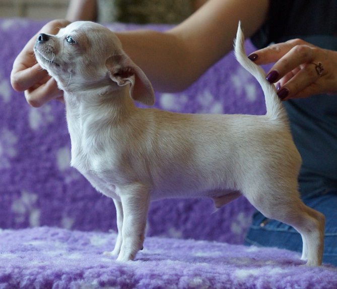 Белая чихуахуа заводчик. Питомник Марвел чихуа. Заводчики собак чихуахуа. Питомники в Воронеже собак чихуахуа