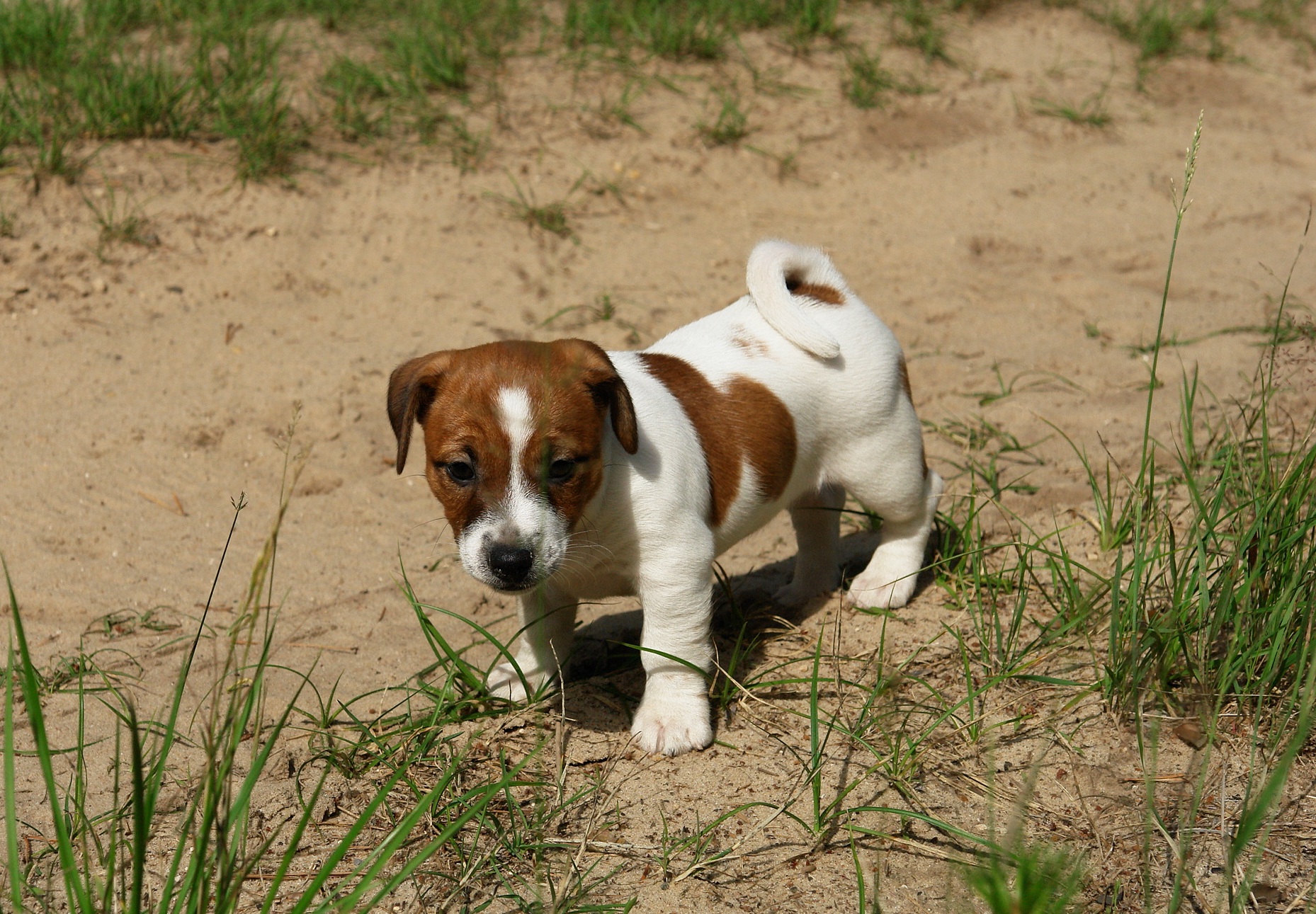 джек-рассел-терьер. джек рассел ричи. аллергия у джек рассел терьера. джек-рассел-терьер щенок. рич рассел терьер.