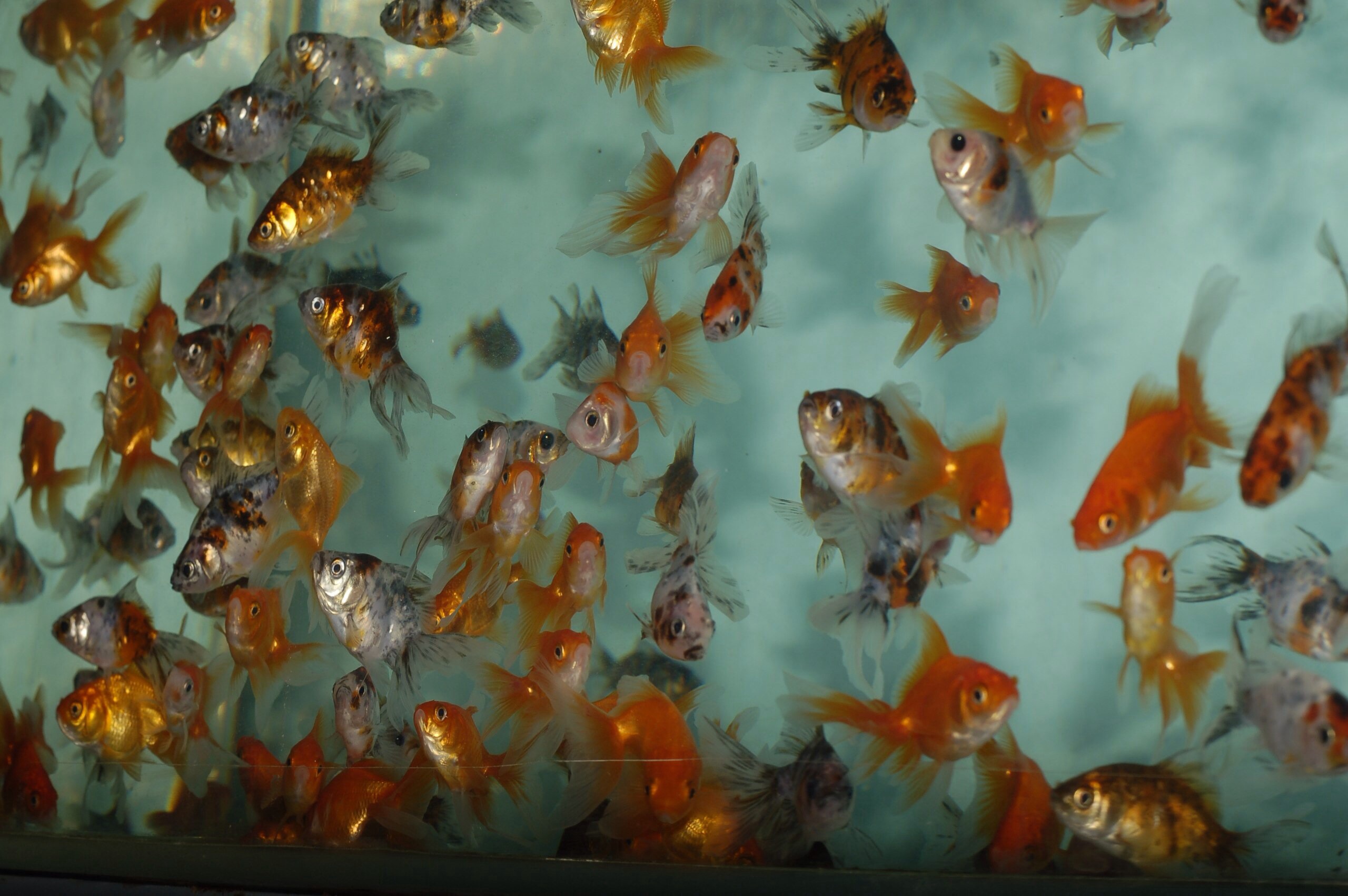 Продать аквариумных рыбок. Разведение золотых рыбок в аквариуме. Реклама продажи аквариумных рыбок. Экзотические рыбы на ферме. Золотая рыбка Кемерово.